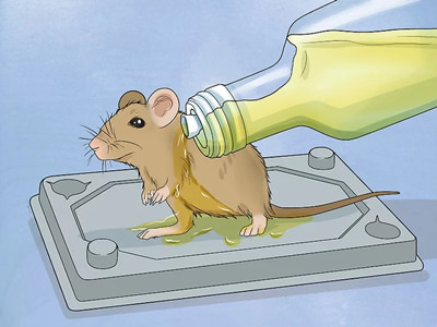 Remove a Live Mouse from a Sticky Trap