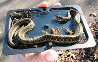 a snake on snake trap