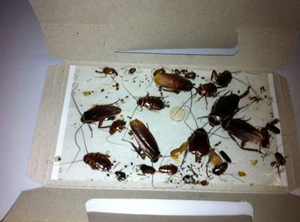 Cockroaches get stuck on glue traps